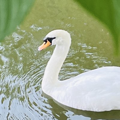 turu